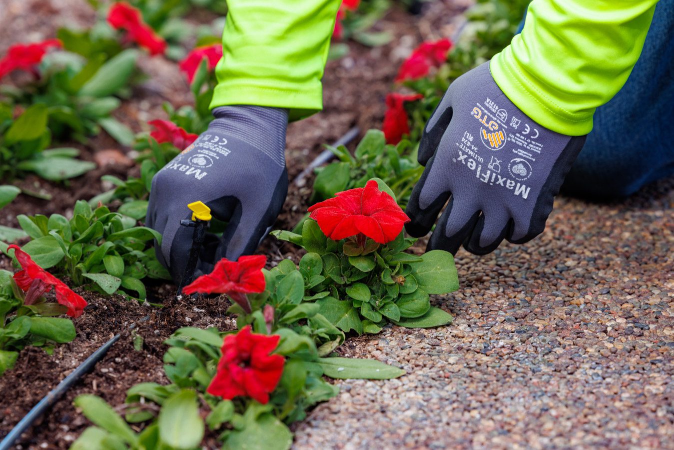 Person wearing gloves planting red flowers in a garden bed.